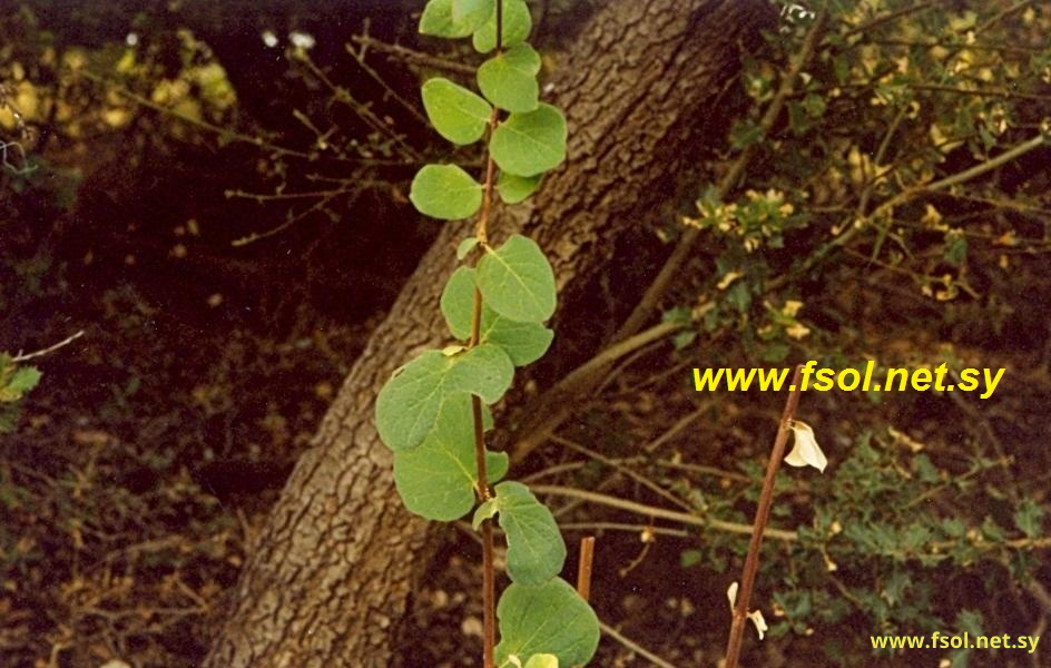 Lonicera nummularifolia Jaub. & Spach.